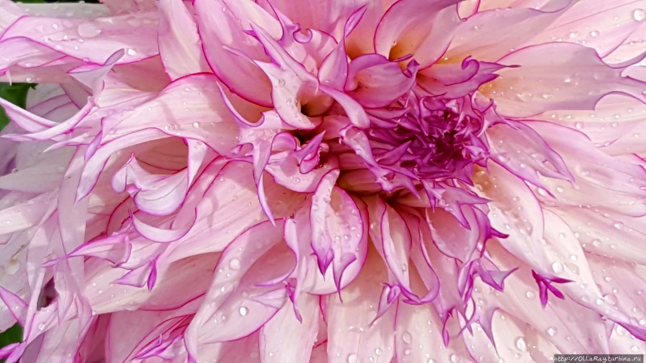 Георгина Snoho Diane. Санкт-Петербург, Россия Георгина Snoho Diane. Санкт-Петербург, Россия