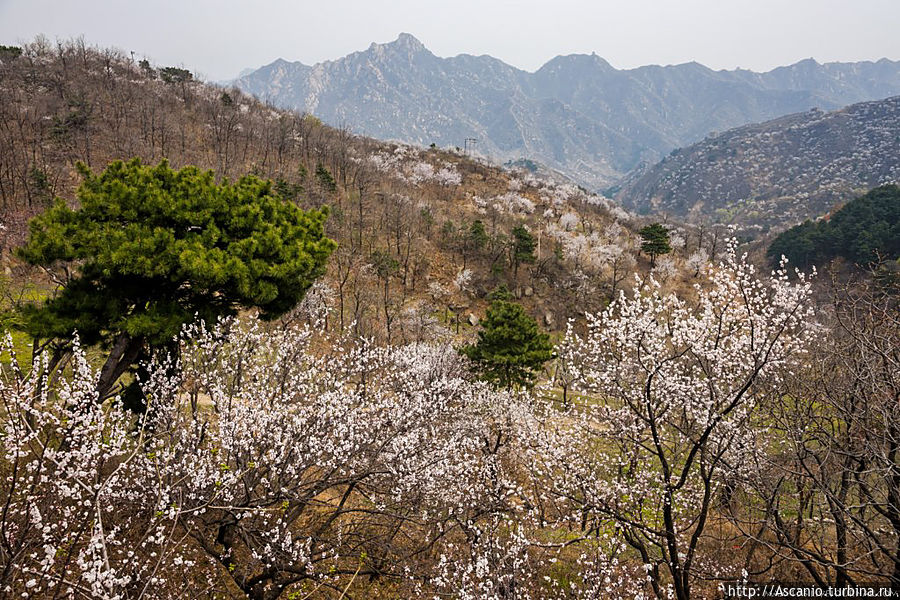 Великая Китайская стена в период цветения китайской яблони