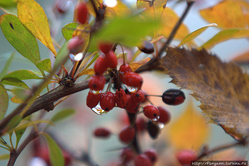 Плачет Осень в парке Штутгарт, Германия Плачет Осень в парке Штутгарт, Германия