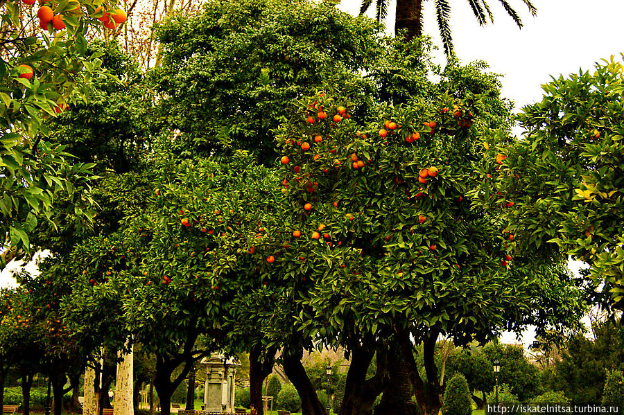 Мандариновое дерево Барселона, Испания
