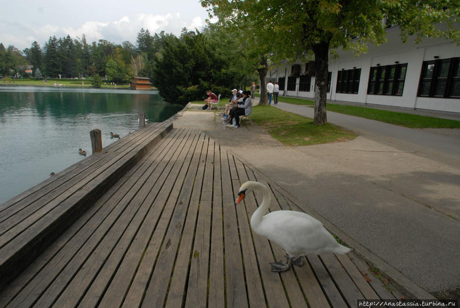 Один день на озере Блед Блед, Словения