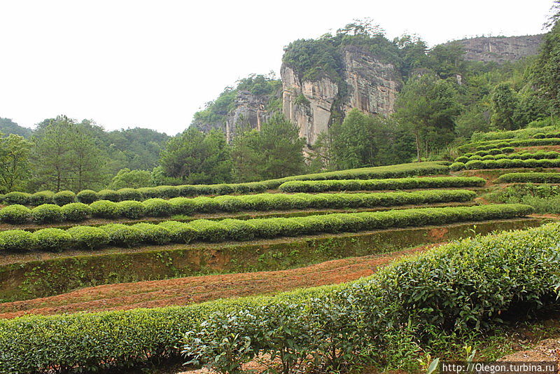 Вдоль утёсов, по полям чайным Уишань, Китай Вдоль утёсов, по полям чайным Уишань, Китай