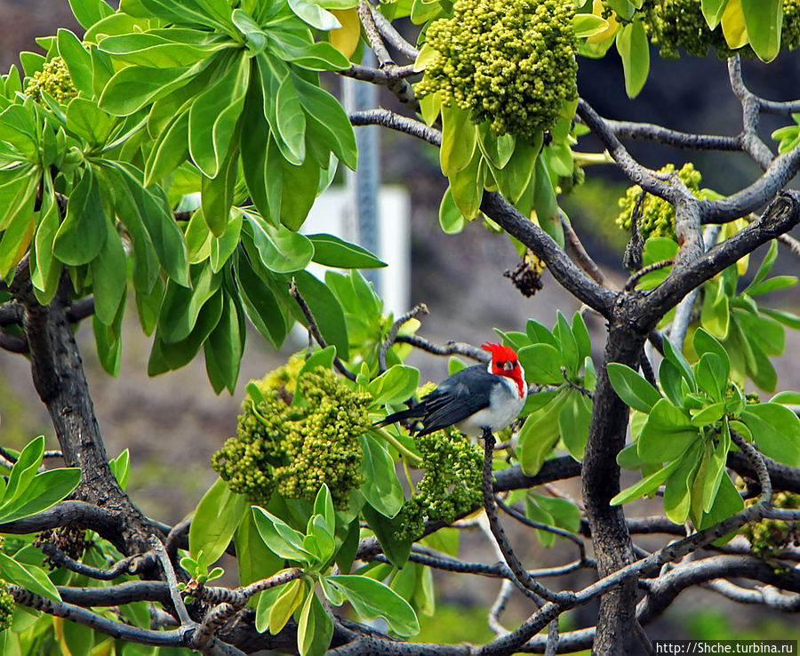 ... на симпатичный куст:))) ... на симпатичный куст:)))