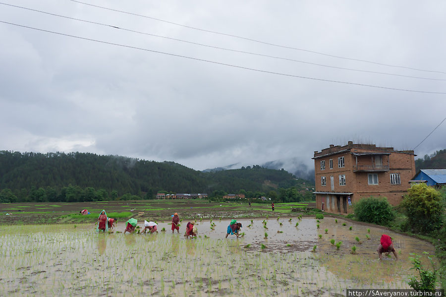 Рисовые поля Панаути, Непал