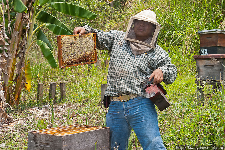 Мексиканский пчеловод на пасеке Сан-Кристобаль-де-Лас-Касас, Мексика