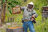 Мексиканский пчеловод на пасеке