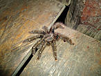 Это домашний тарантул, он жил в домике-столовой под потолком.