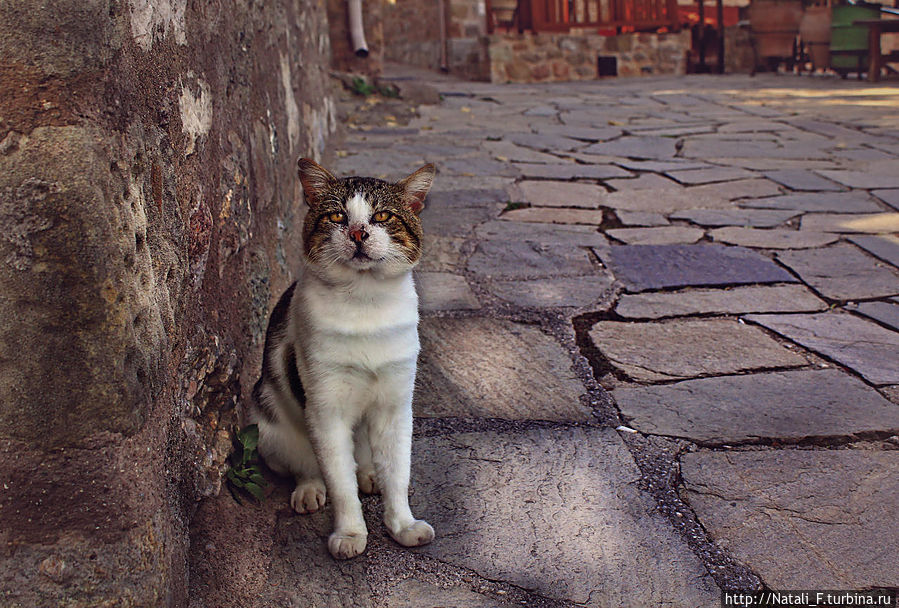 Местный житель Местный житель