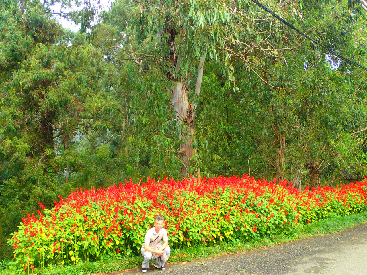 Батумский ботанический сад. Лютики-цветочки у меня в садочке Мцване-Концхи, Грузия