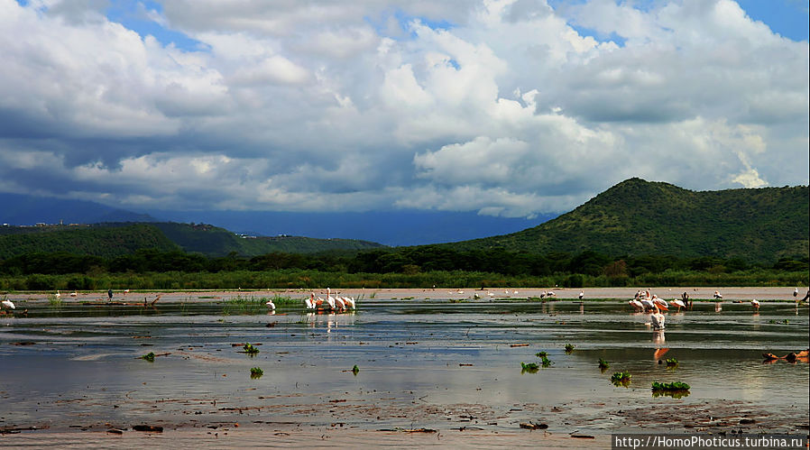 Дикий мир озера Чамо Национальный парк Нечайзар, Эфиопия