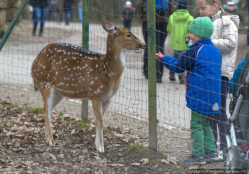 Лесной зоопарк Пфорцхайм, Германия