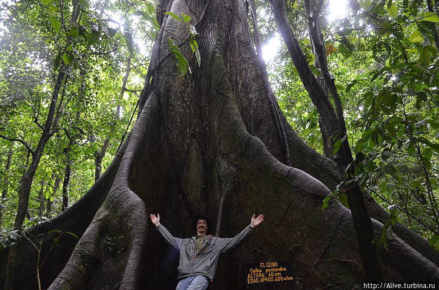 Гигант — Цебо (хлопковое дерево, ок. 400 лет) Коста-Рика