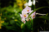 Внутри парка есть отдельная платная забава Парк орхидей, я долго отбивался от посещения этого места, но Юлька меня уговорила, так что сразу извините будут фотографии цветочков, больше там фотографировать нечего :)