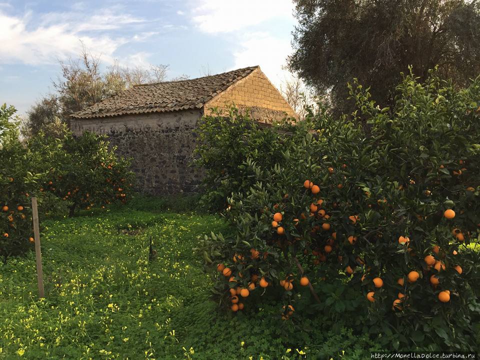 Апельсиновые плантации красного апельсина в Biancavilla Бьянкавилла, Италия