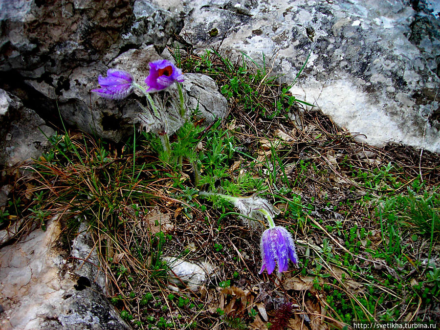 Горный тюльпан(на мой взгляд) Горный тюльпан(на мой взгляд)