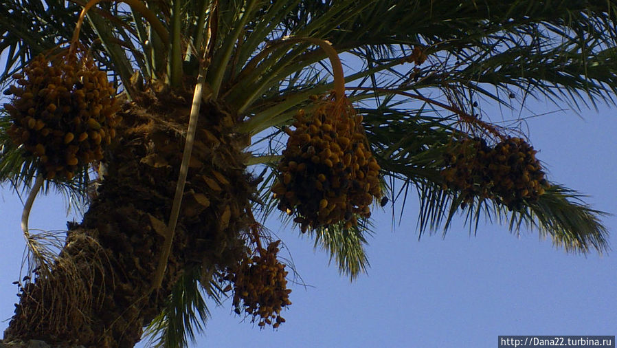 Финики!!! Финики!!!