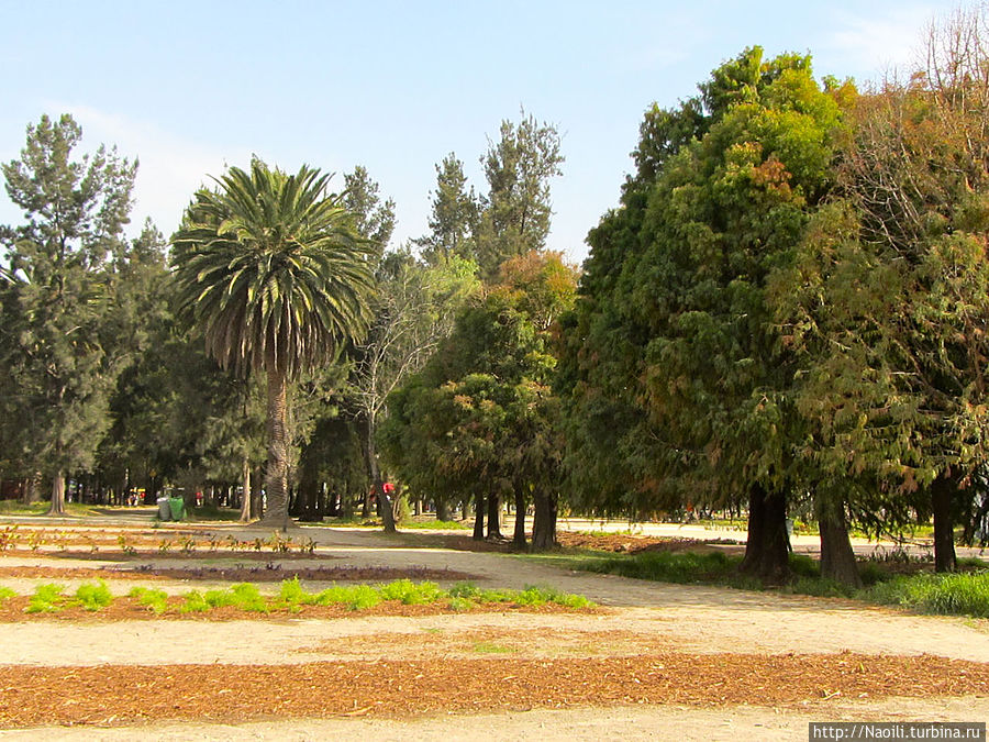 Парк  Арагонский лес Здесь можно располагаться на пикник, играть с детьми, кататься на велосипедах и роликах Мехико, Мексика