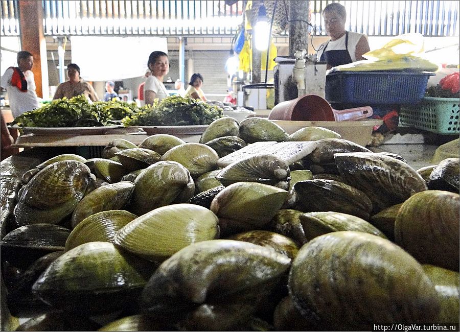 Объектом промысла на Филиппинах являются всякие ракушки — мидии, в том числе Хагна, остров Бохол, Филиппины