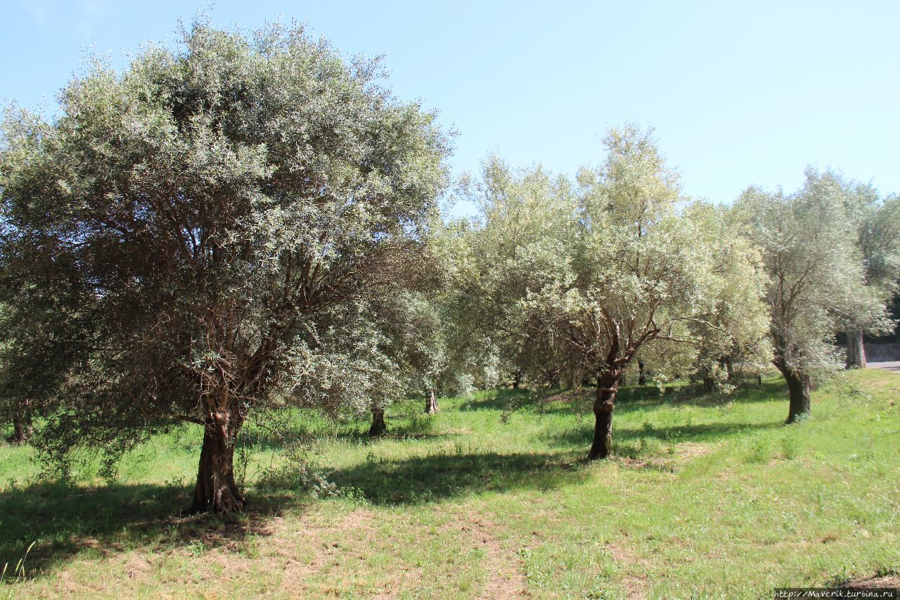 Древние оливковые деревья. Тиволи, Италия