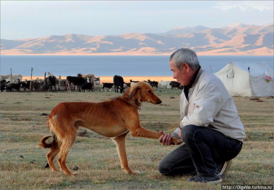 Дай лапу, друг Озеро Сон-Куль, Киргизия