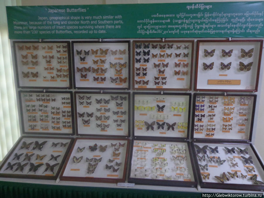 Музей насекомых в ботаническом саду