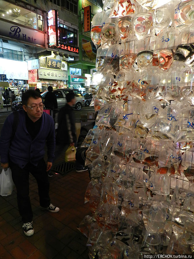 Рынок золотых рыбок Коулун, Гонконг Рынок золотых рыбок Коулун, Гонконг