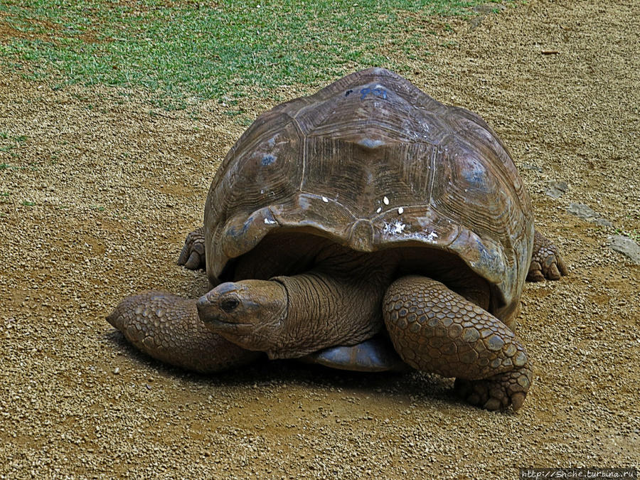 черепахи довольно пассивны, когда у нас в руках нет сочных веток Ля Ваний Резерв де Маскарен (природный парк), Маврикий