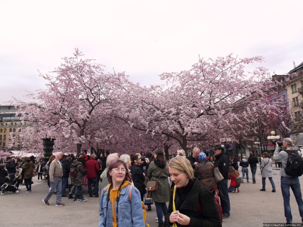 Цветение сакуры в Скандинавской Венеции — так поэтически именуют Стокгольм — надо видеть! Стокгольм, Швеция