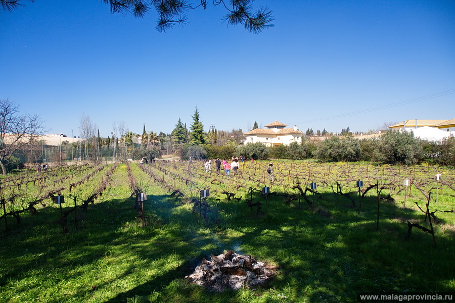 8 марта, вино и виноград Кордова, Испания