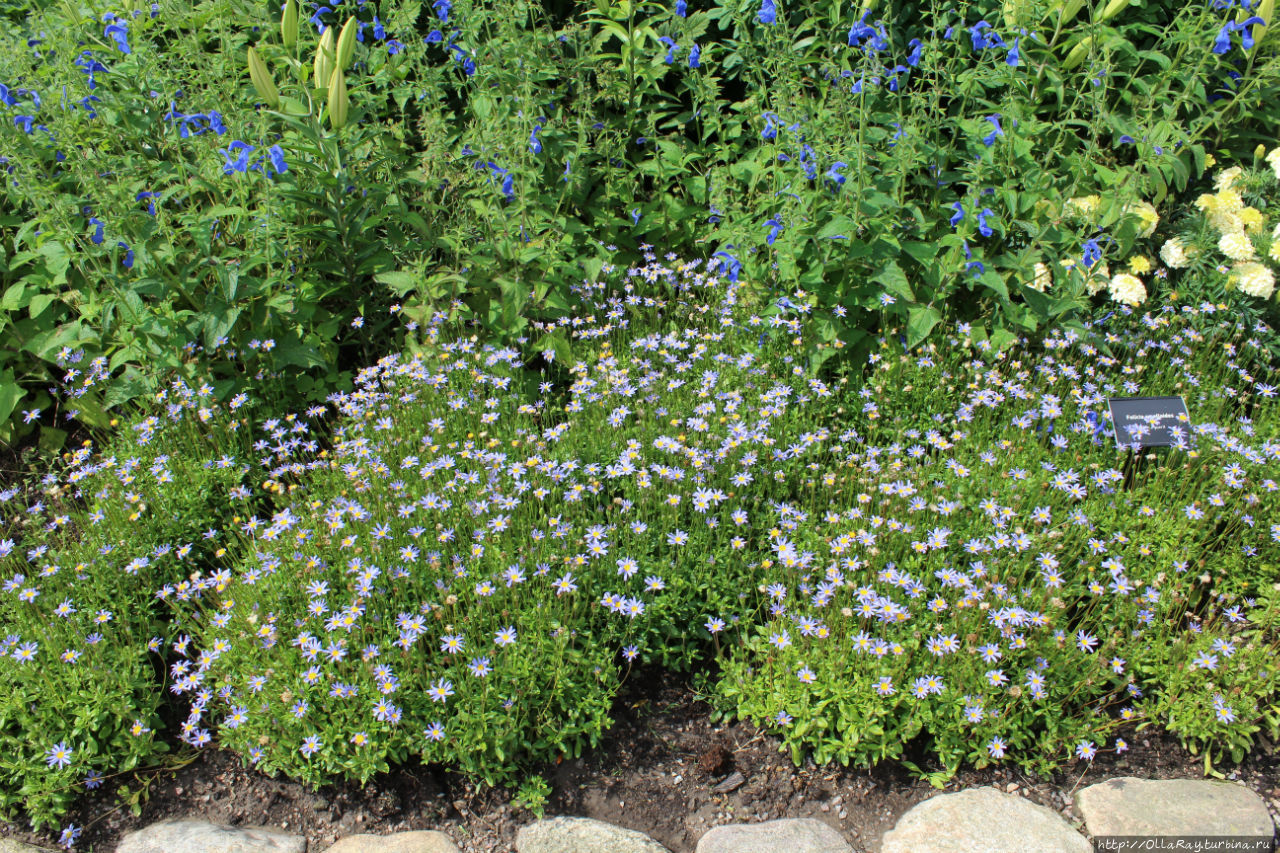 Небесно-голубой бордюр из фелиции. Растение холодостойко, но любит полив. Хельсингборг, Швеция