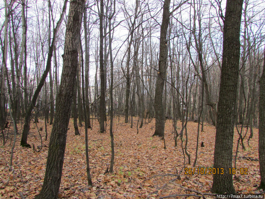 В осеннем лесу Саратов, Россия В осеннем лесу Саратов, Россия