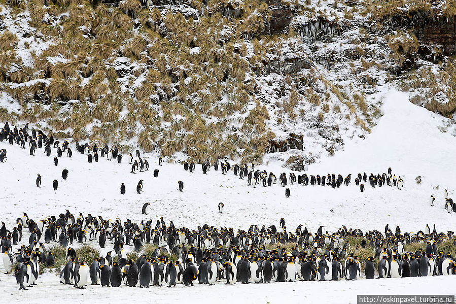 пингвин в пингвина на дуэли
вонзил клинок и провернул
а тот стоит не шелохнётся
лишь губы шепчут отомщу Остров Южная Георгия, Южная Георгия и Южные Сандвичевы Острова