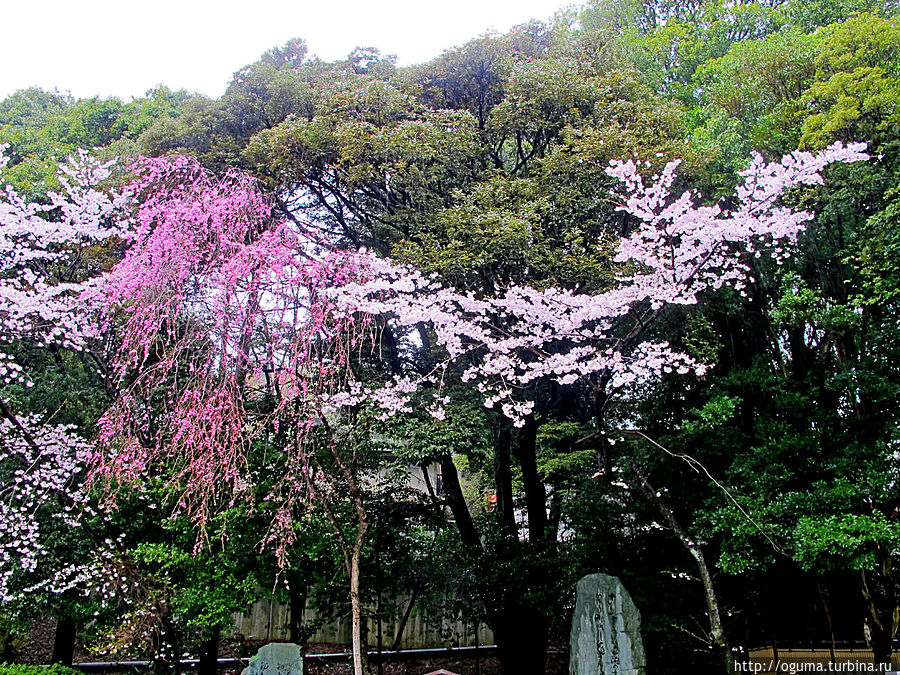 Здесь два разных вида сакуры. Здесь два разных вида сакуры.
