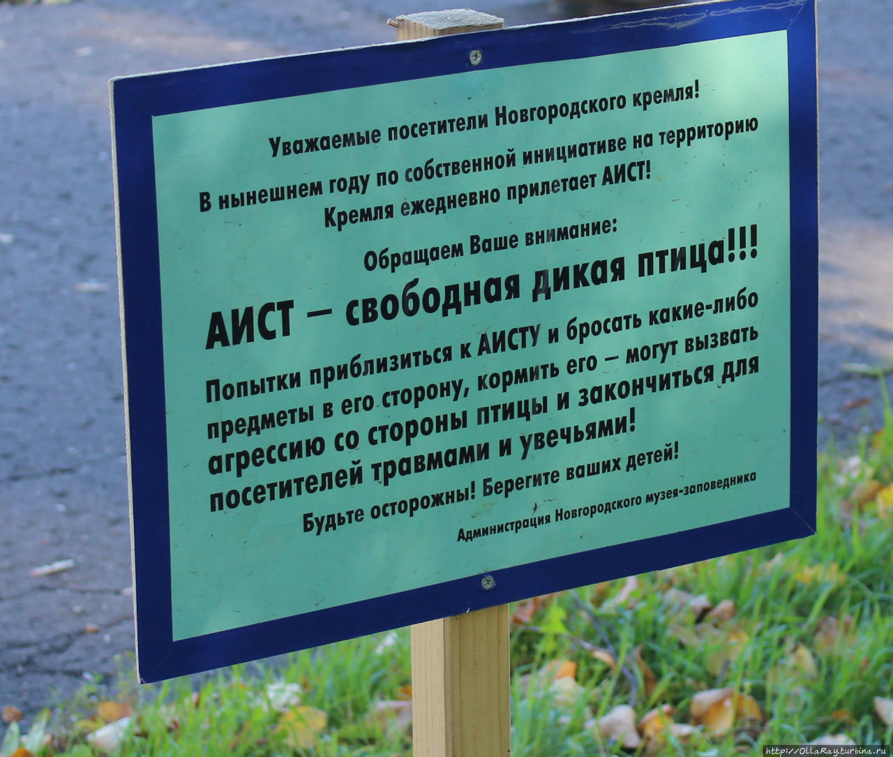 А ещё там водится дикий аист, не любящий детей, видимо:) Замучился, бедный:) Великий Новгород, Россия