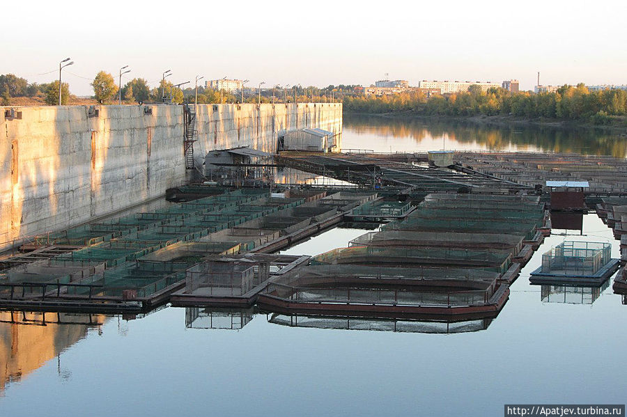 Здесь выращивают осетров Здесь выращивают осетров