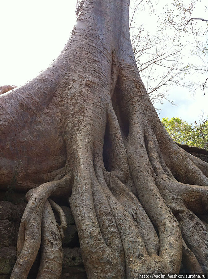Дерево в джунглях Ангкора. Ангкор (столица государства кхмеров), Камбоджа