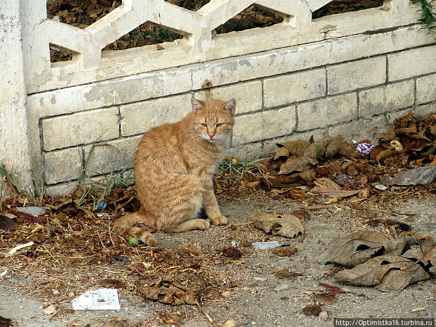 Дидим в конце октября Дидим, Турция Дидим в конце октября Дидим, Турция