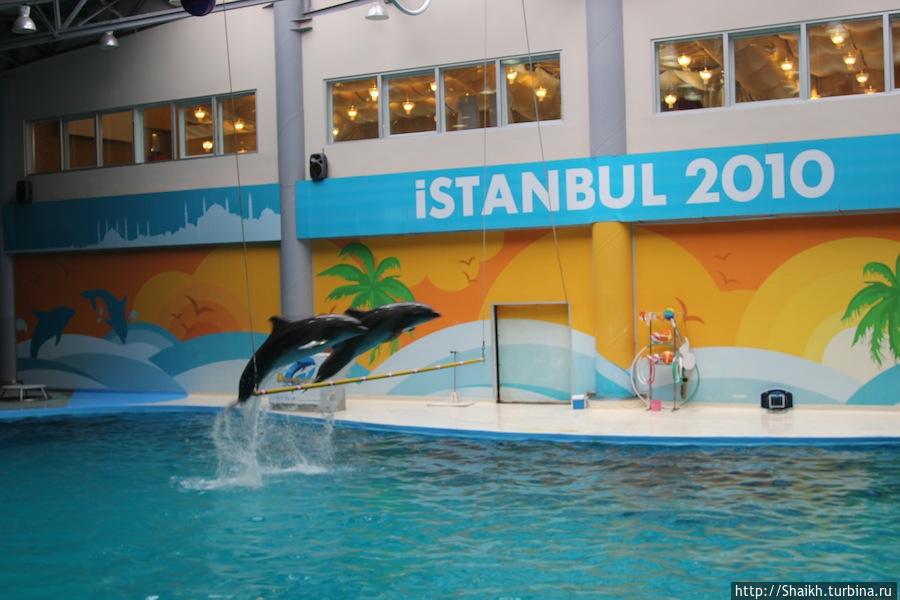 Стамбульский дельфинарий Стамбул, Турция