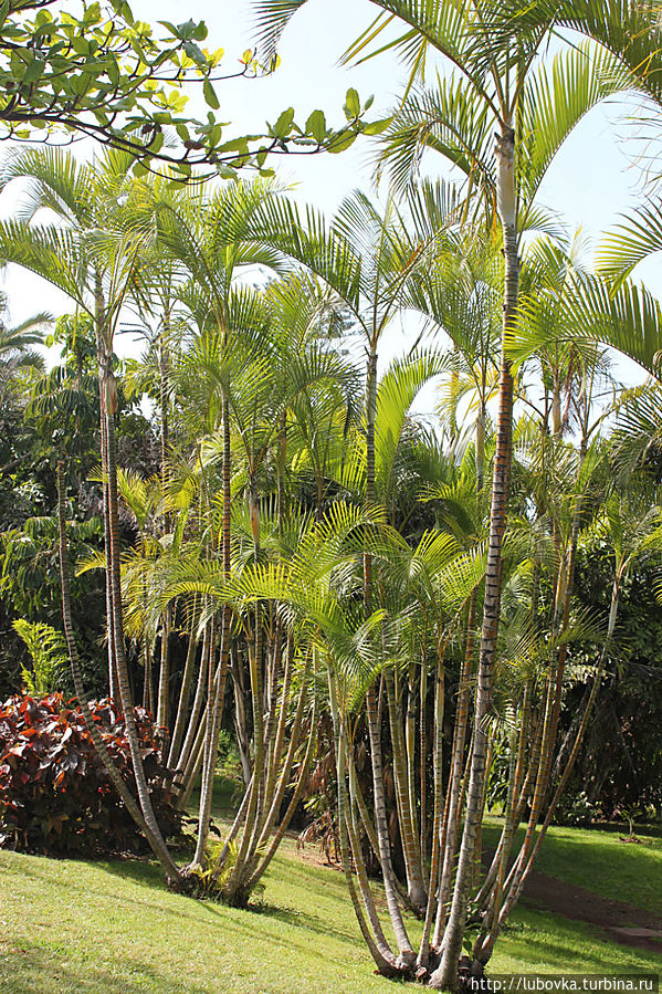 г. Пуэрто де ла Крус г. Пуэрто де ла Крус