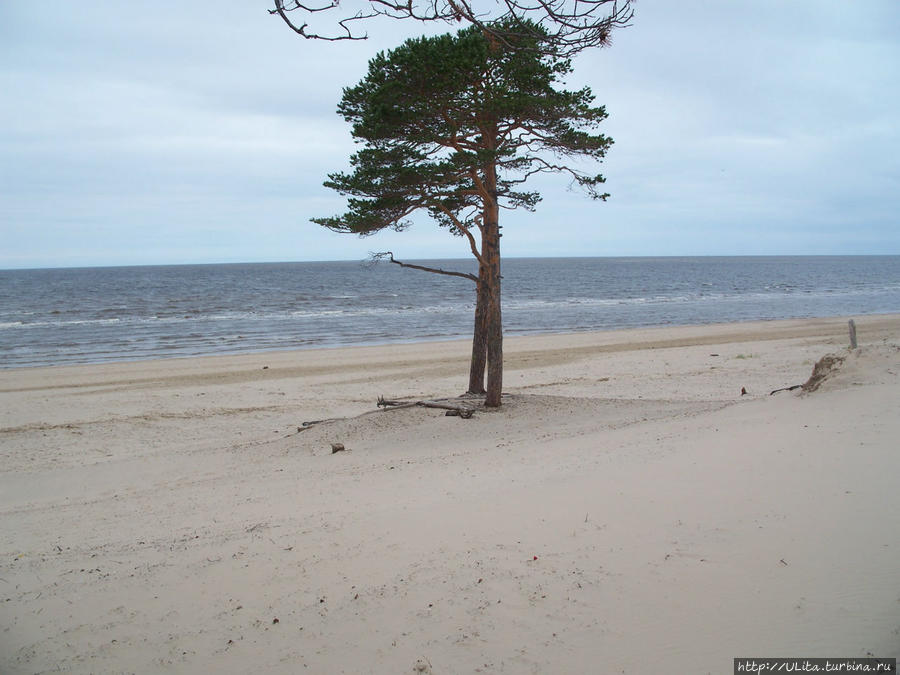 дюны вблизи Северодвинска Архангельская область, Россия