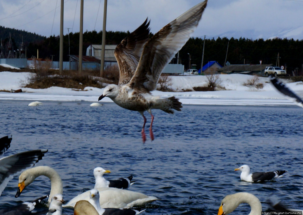 Чайка смело пролетела ... Южно-Сахалинск, Россия Чайка смело пролетела ... Южно-Сахалинск, Россия