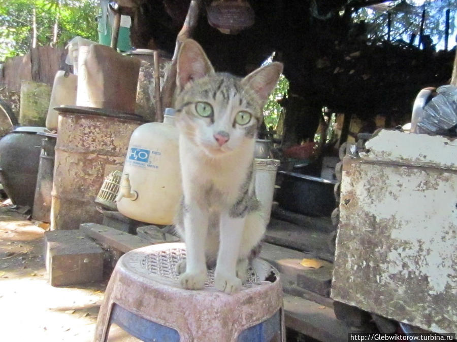 Янгон деревенский Янгон, Мьянма Янгон деревенский Янгон, Мьянма