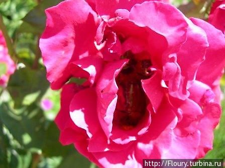 Бронзовки укрылись в цветке розы от палящего солнца Феодосия, Россия