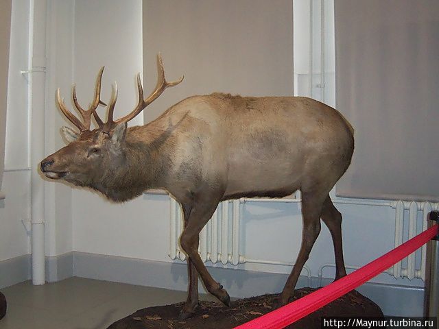 Изюбр . Изюбр .