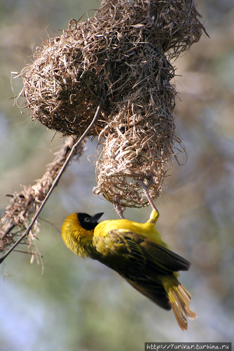 Птица — Ткачик. Все виды ткачиков исключительно умелые строители, плетущие закрытые гнезда из травы. За эту особенность они и получили свое название. Серенгети Национальный Парк, Танзания