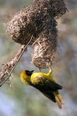 Птица — Ткачик. Все виды ткачиков исключительно умелые строители, плетущие закрытые гнезда из травы. За эту особенность они и получили свое название.