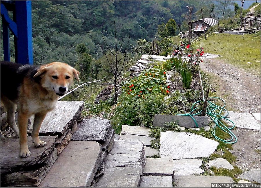 В Нью Бридже живет замечательный рыжий пес-проводник Чомронг, Непал