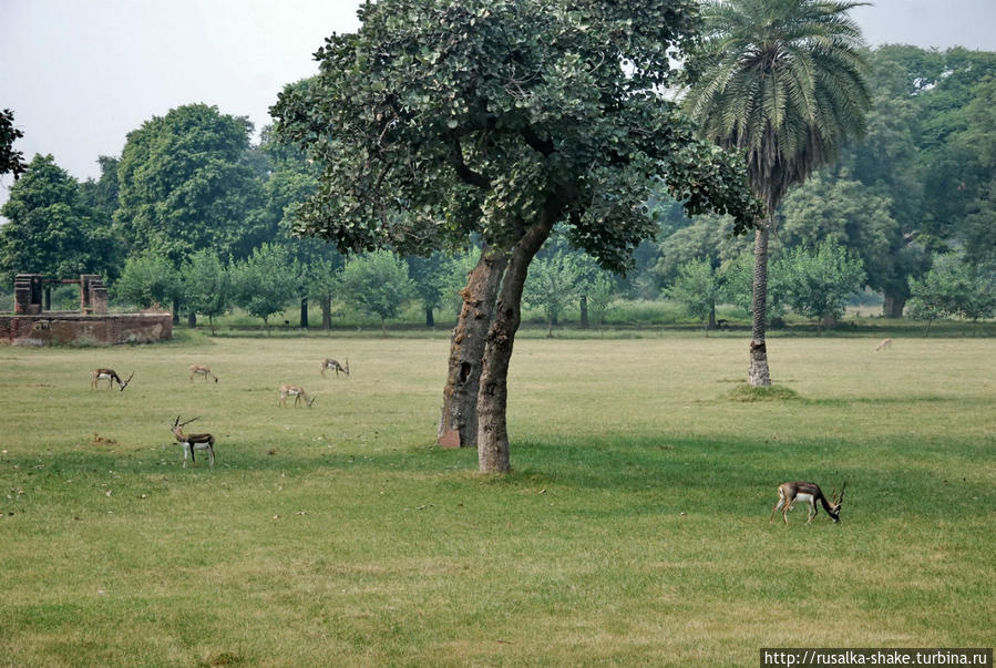 Сикандра, Мавзолей Акбара Великого Агра, Индия