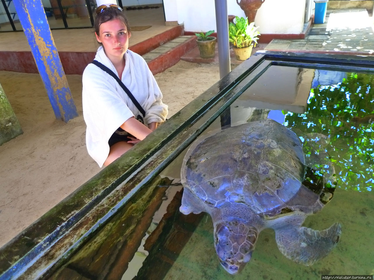 Большая белая черепаха, запутавший в рыболовных сетях, была спасена и направленна на реабилитацию фермы. Унаватуна, Шри-Ланка