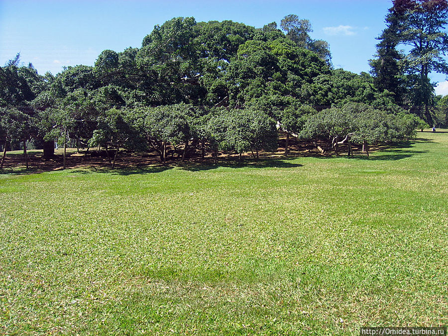 Дерево фикус, размером с футбольное поле Канди, Шри-Ланка